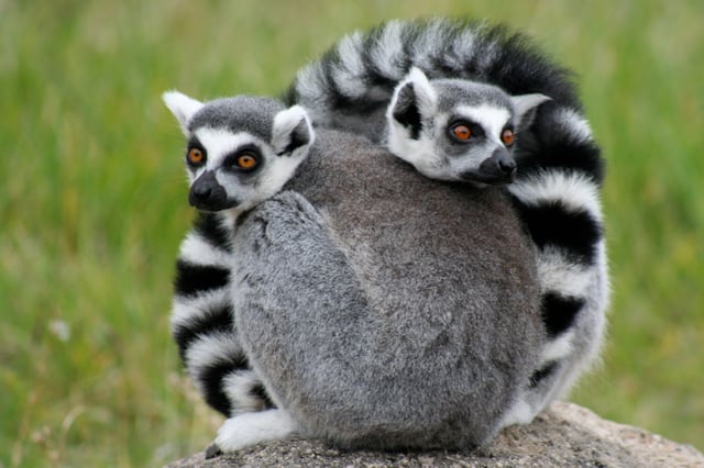 The ring-tailed lemur is one of over 100 known species and subspecies of lemur found only in Madagascar.