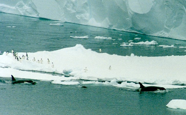 남극 의 빙산 군 사이를 헤엄치는 범고래. 얼음 위에 고립되어 있는 아델리펭귄 무리가 보인다.