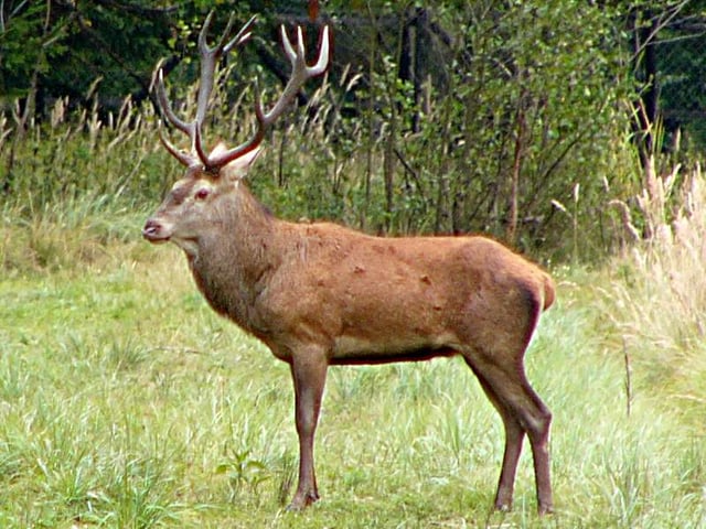 As with all ruminants, deer have such a multi-chambered stomach, which is used for better digesting plant food.
