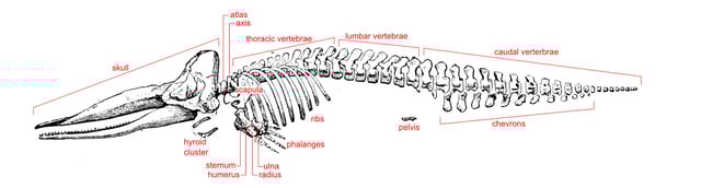 Features of a sperm whale skeleton