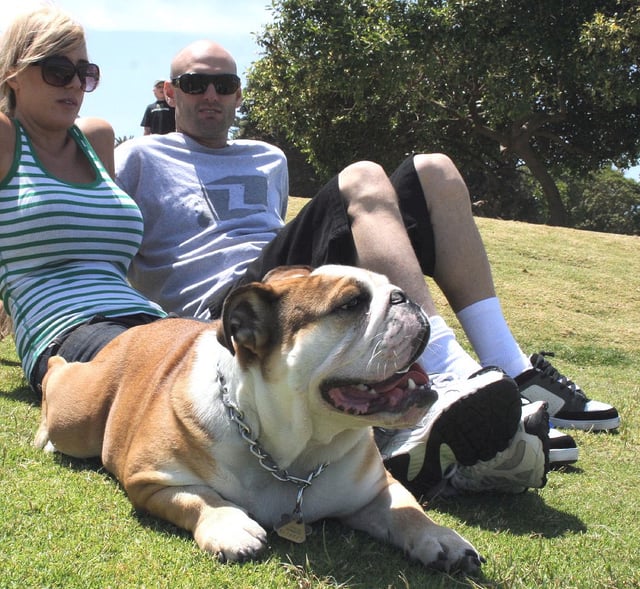 A British Bulldog relaxes at a park