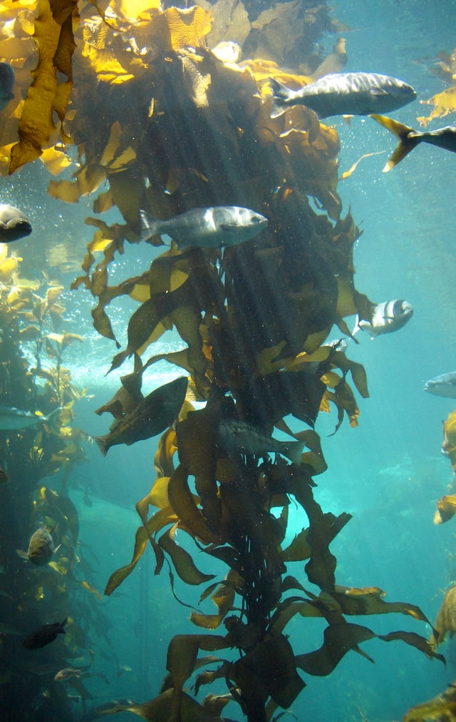 The kelp forest exhibit at the Monterey Bay Aquarium: A three-dimensional, multicellular thallus