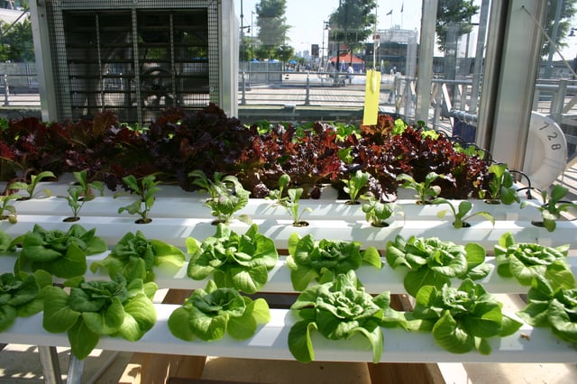 The nutrient film technique (NFT) being used to grow various salad greens