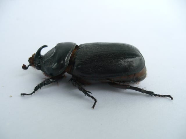 Coconut rhinoceros beetle