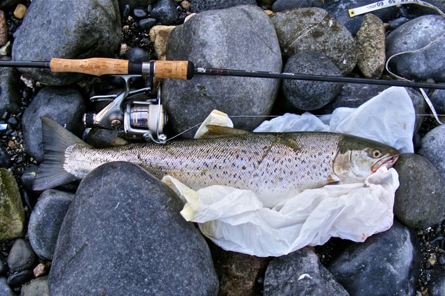 A 2.7-kg (6 lb), 60-cm (2 ft) sea trout, from Galway Bay in the west of Ireland bearing scars from a fishing net