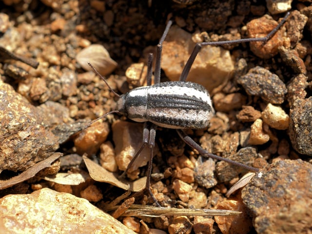 The fogstand beetle of the Namib Desert, Stenocara gracilipes is able to survive by collecting water from fog on its back.