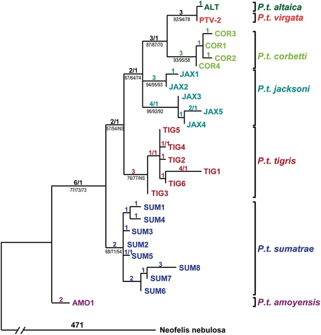 Phylogenetic relationship of tiger populations based on Driscoll et al. (2009).