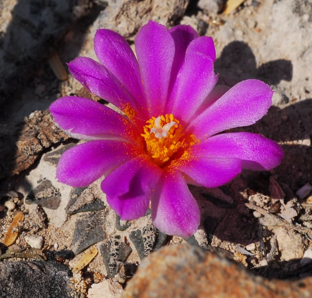 Ariocarpus kotschoubeyanus, an endangered species protected under Appendix I of CITES