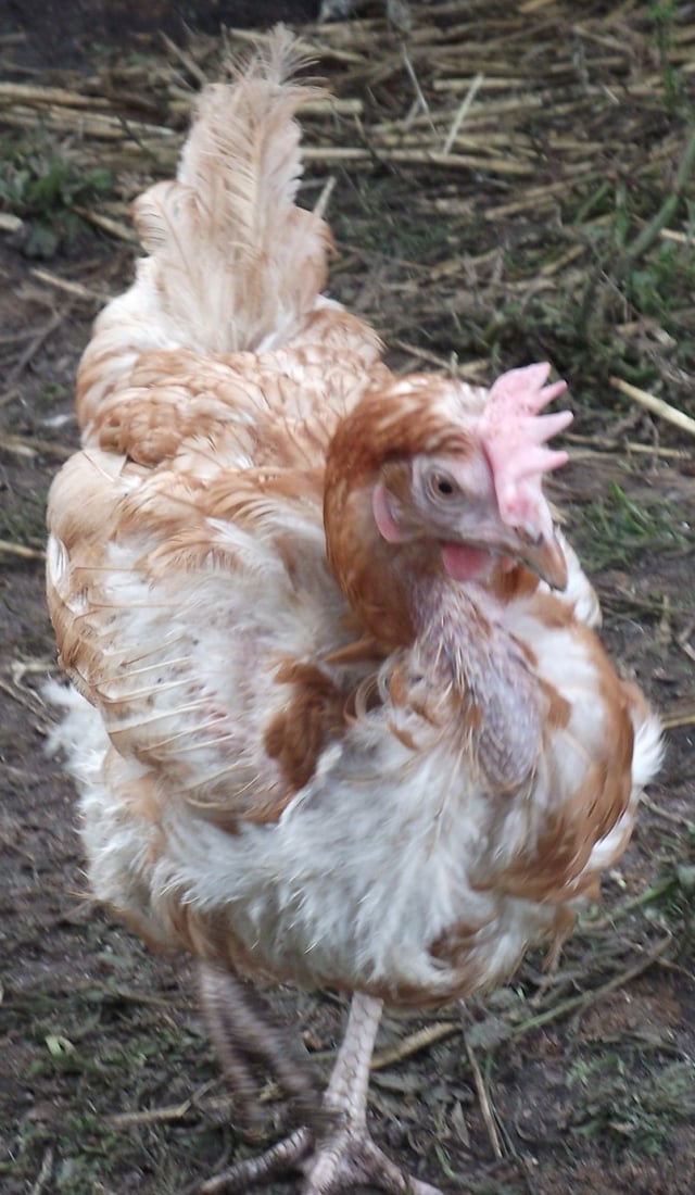 A former battery hen, five days after release. Note the pale comb - the comb may be a reliable indicator of health or vigor.