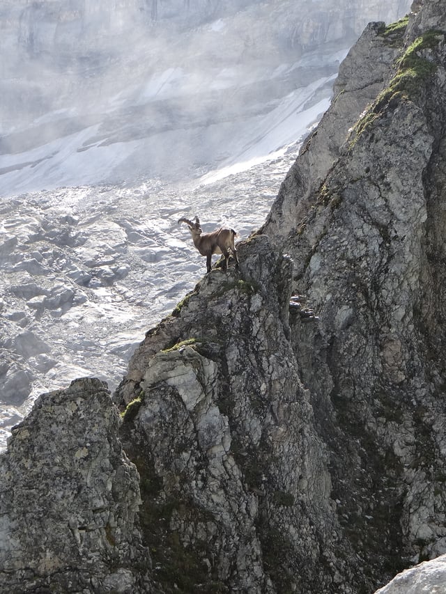 Ibex in alpine habitat