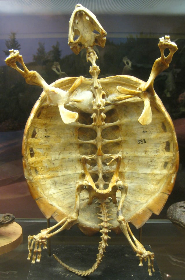 Skeleton of snapping turtle (Chelydra serpentina)