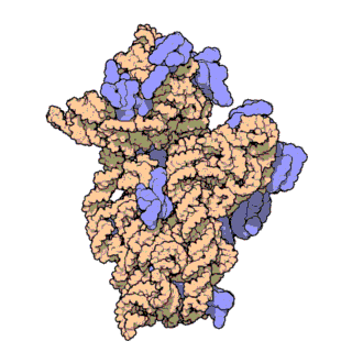 Molecular structure of the ribosome 30S subunit from Thermus thermophilus. Proteins are shown in blue and the single RNA chain in orange.