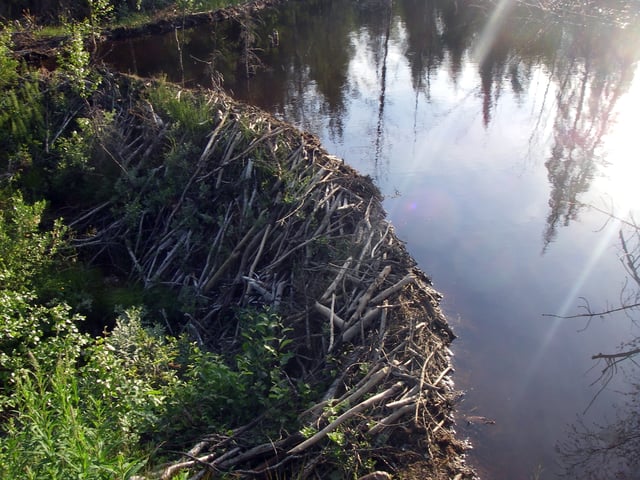 A beaver dam in Jämtland.