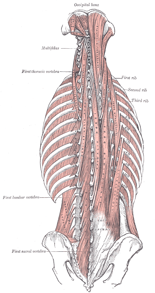 Intrinsic back muscles