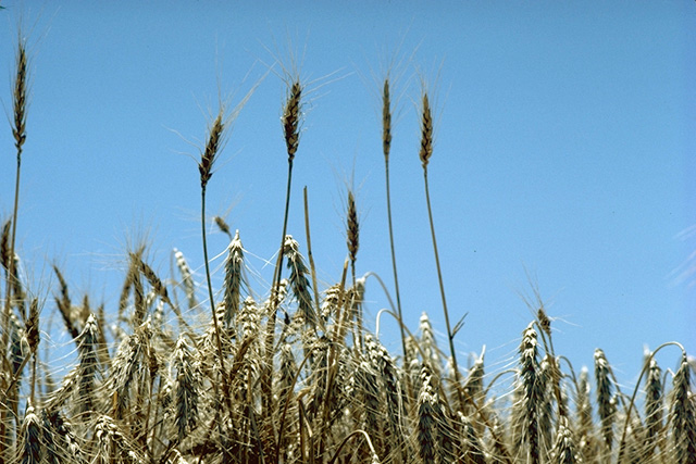 Standing wheat in Kansas, part of America's Breadbasket