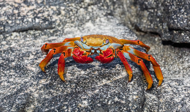 Grapsus grapsus in the Galápagos