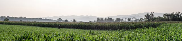 Panorama of cornfields in Nan Province, Thailand