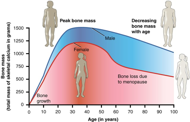 Bone density peaks at about 30 years of age. Women lose bone mass more rapidly than men.