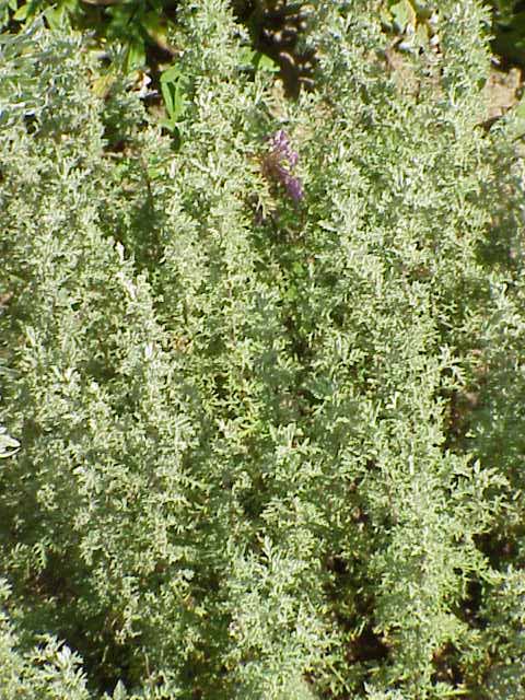 Artemisia pontica (Roman wormwood)