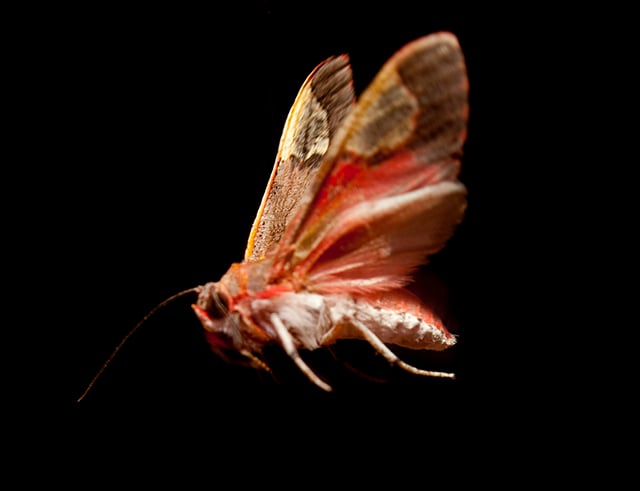 The tiger moth (Bertholdia trigona) can jam bat echolocation