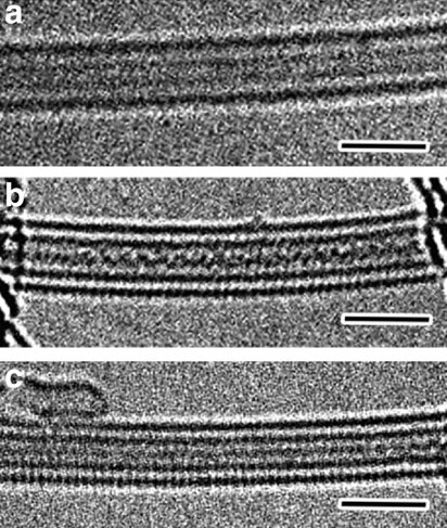 Two parallel sulfur chains grown inside a single-wall carbon nanotube (CNT, a). Zig-zag (b) and straight (c) S chains inside double-wall CNTs