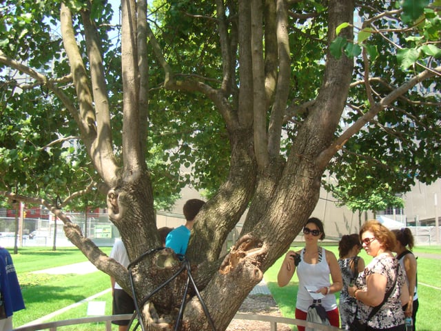 Old and new growth on the tree in July 2012