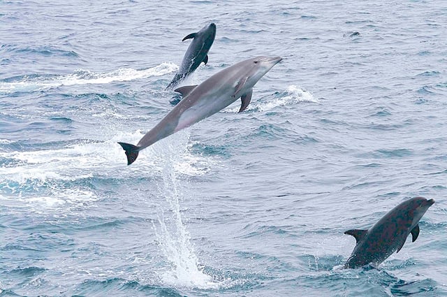 Bottlenose dolphins jumping off the islands