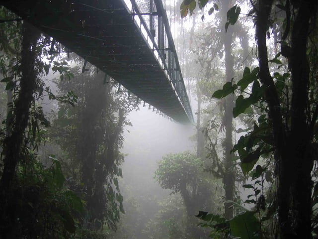 One of the hanging bridges of the skywalk at the Monteverde Cloud Forest Reserve in Monteverde, Costa Rica disappearing into the clouds