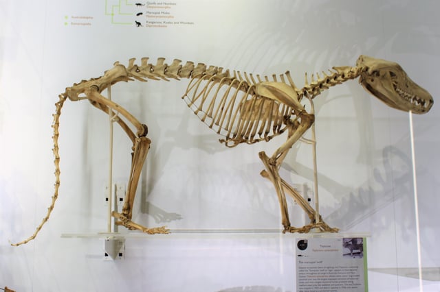 At the Cambridge University Museum of Zoology, England