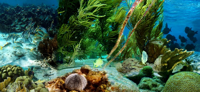 Underwater life of Klein Bonaire