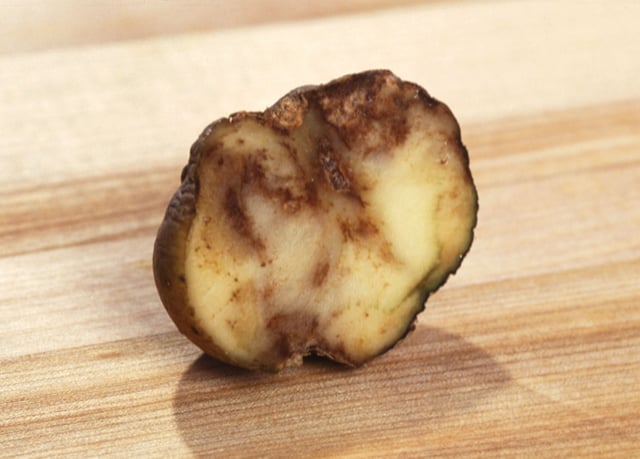 A potato ruined by late blight