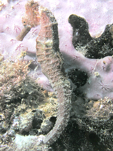 Seahorse at the pier in Frederiksted
