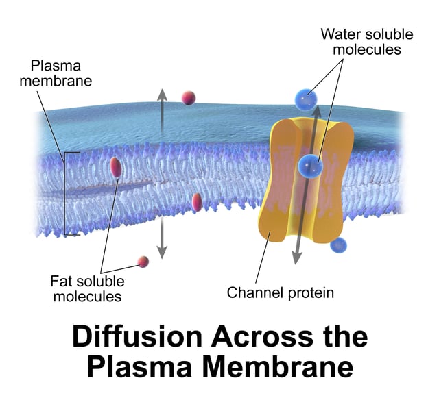 Illustration depicting cellular diffusion