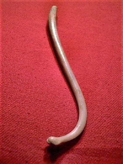 Baculum or penis bone