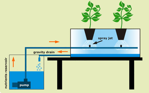 A diagram of the aeroponic technique