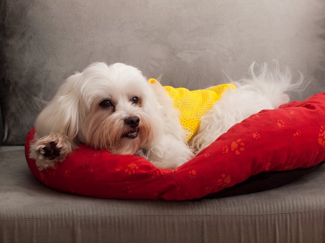Maltese showing its teeth