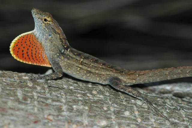 Norops sagrei