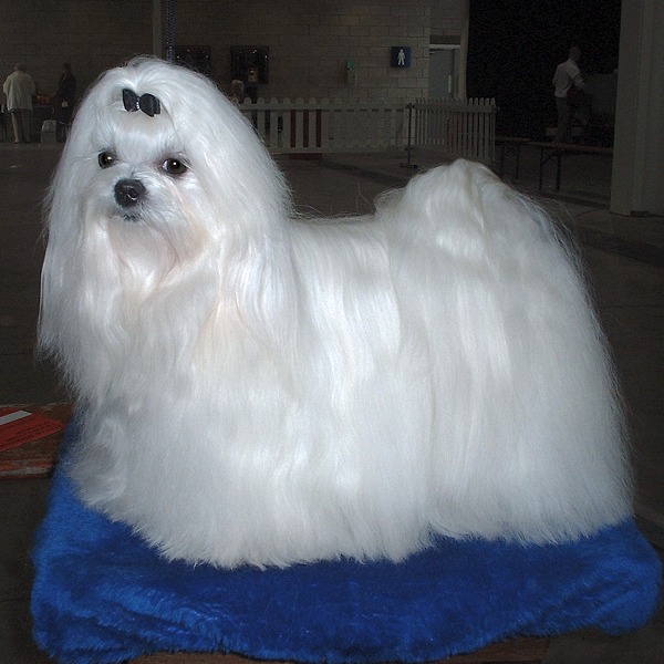 Maltese groomed with overcoat
