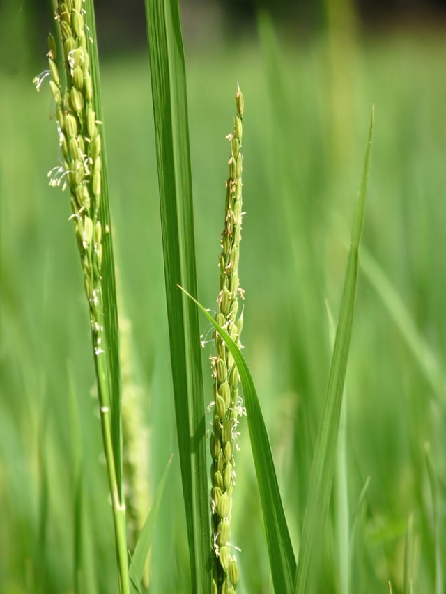 Oryza sativa with small wind-pollinated flowers