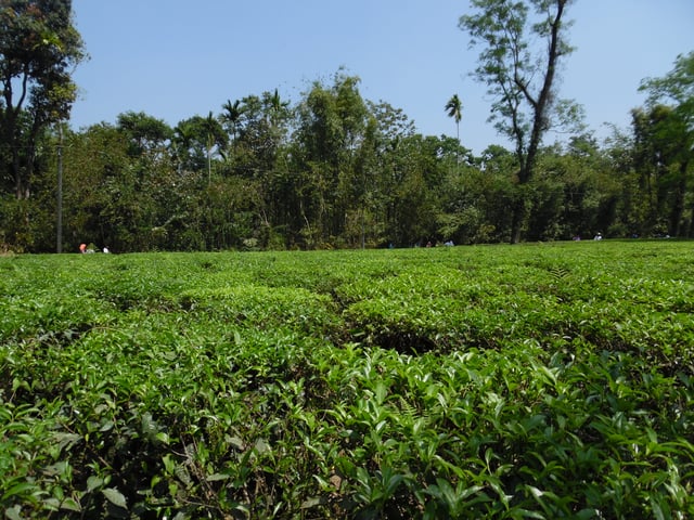 A tea garden at Jaflong, Sylhet