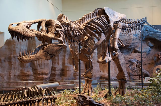 Tyrannosaurus was among the dinosaurs living on Earth before the extinction.