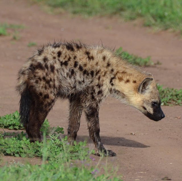 Spotted hyena cub in the Serengeti, Tanzania. Note the well defined spots, which will fade with age.