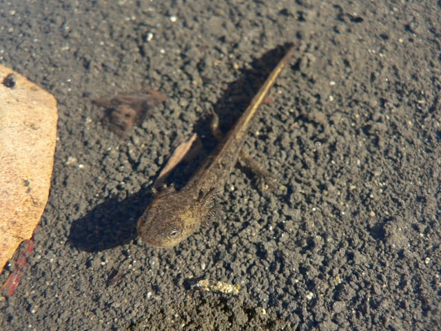 Larva of the long-toed salamander (Ambystoma macrodactylum)