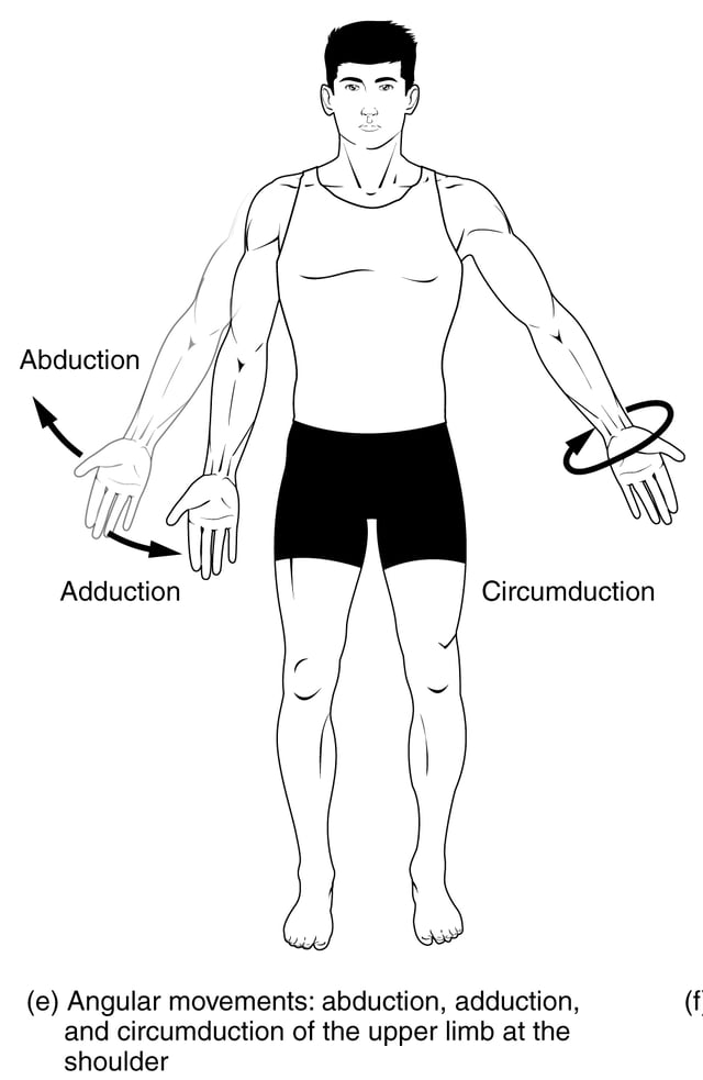 Abduction and adduction