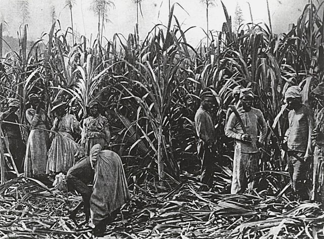 A sugar plantation on the island of Jamaica in the late 19th century