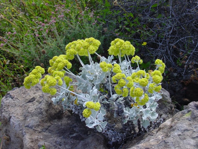 Conejo buckwheat is found only on two locations in Conejo Valley.