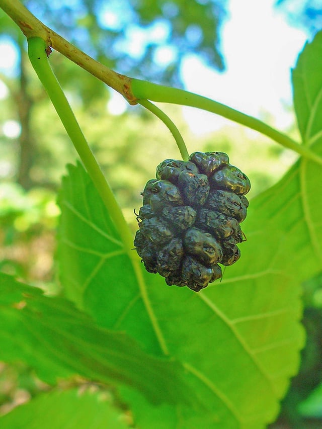 Ripe mulberry (fruit of Morus nigra)
