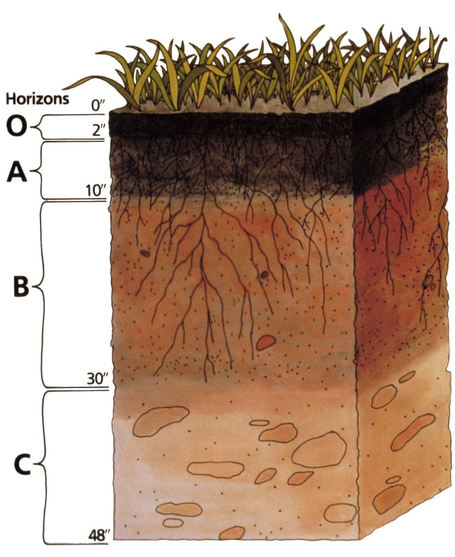 Soil Profile: Darkened topsoil and reddish subsoil layers are typical in some regions.