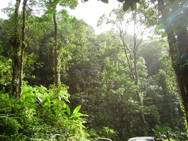 A tropical forest near Fond St-Denis