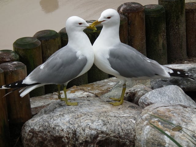 Two birds that appear to be exhibiting affection